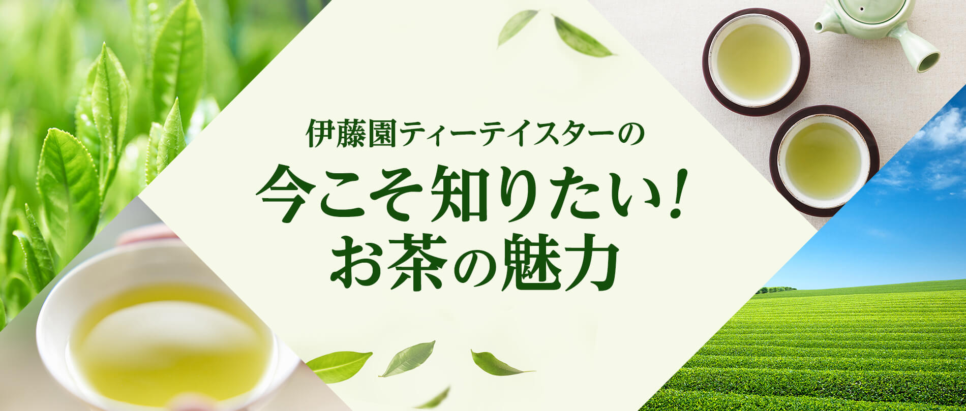 A伊藤園ティーテイスターの今こそ知りたい！お茶の魅力